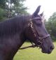 Tek's Mounted Police - Warm Blood and Draft Halter/Bridle Combos