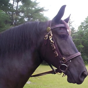Halter & Bridles